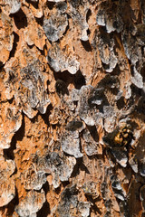 Close-up Photo of Peeling Tree Bark - Vertical