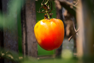 Raw red tomato hanging