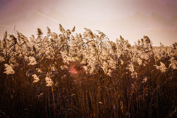 prairie grasses