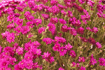 Obraz premium Mums the word