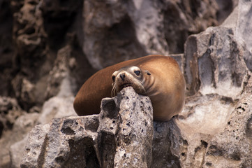 Guadalupe Fur Seals resting