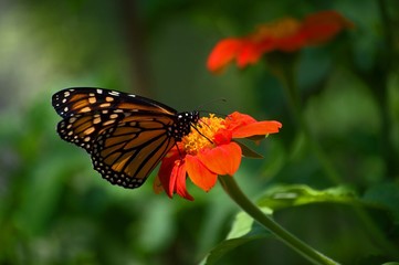 Monarch butterfly on orange flower