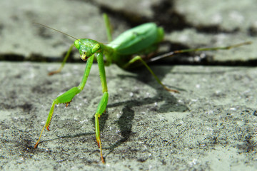 pregnant praying mantis in my garden