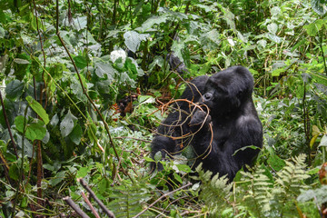 Alpha mountain gorilla snacking on some branches for lunch