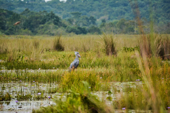 Shoebill with white eyes from a distance