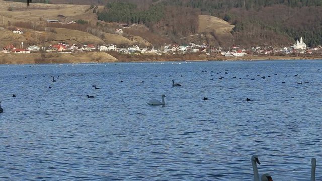 Several swans swimming on o lake in winter season