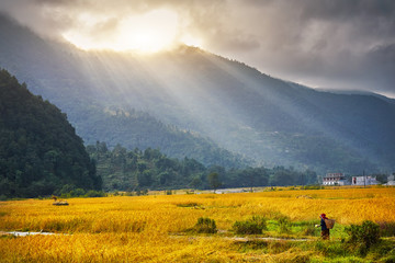 Agriculture au champ de riz en Himalaya