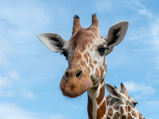Naklejka premium Cute giraffe face in the Calauit Safari Park