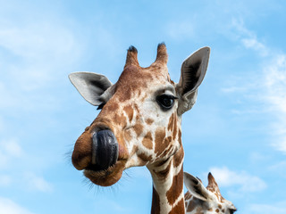 Cute giraffe face in the Calauit Safari Park
