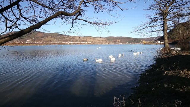 Several swans swimming on o lake in winter season