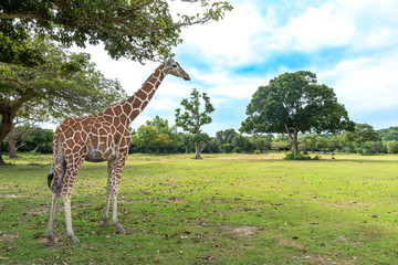 giraffe at Calauit Safari Park