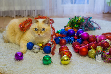 Close-up beautiful huge white red cat with blue eyes and long hair lies on carpet in apartment next to christmas toys and tinsel