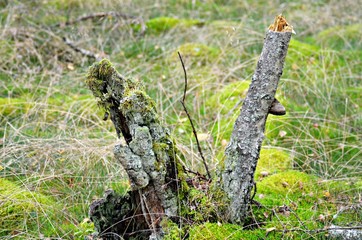 old tree in the grass