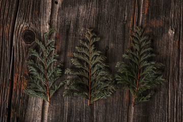 pine branch on wooden background