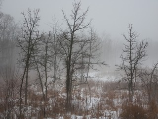Obraz na płótnie Canvas Northern Illinois Foggy Day
