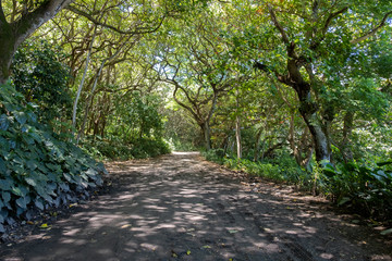 Canopy Covered Road to Waipio Beach, Hawaii's Big Island