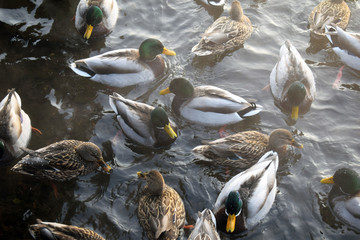 Wild duck. Cold water. Winter season.