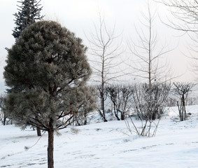 Winter forest. Tree in snow. White snow. Twilight in the forest. Siberian nature. Harsh climate.