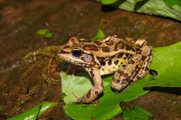 Obraz premium Pickerel Frog (Rana palustris)