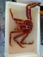 Japan seafood vol.3