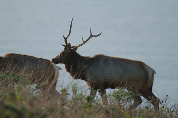 Tule Elk near the coast