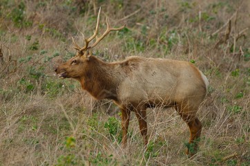 Tule Elk