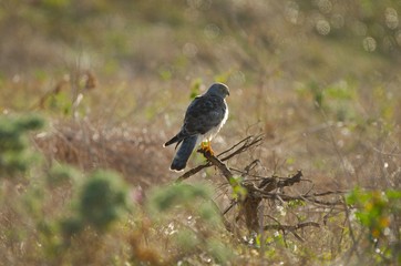 Northern Harrier