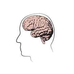 Human head with brain. Vector medical flat line illustration. White background.