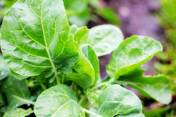Kale on plots in farm.