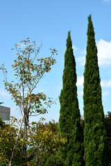 イタリア山庭園