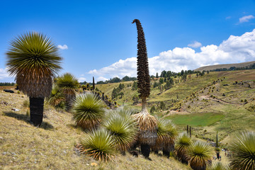 Fields of Puya Raimondi, the largest flower in the world, growing in the Andes near Ayacucho, Peru