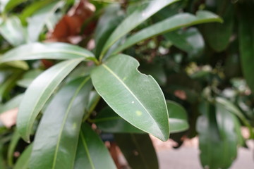 Leaves close up