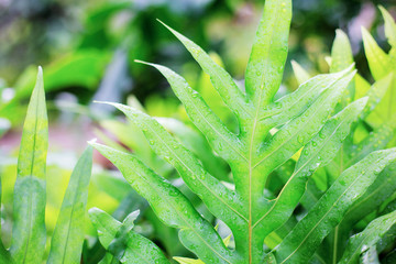 Leaves of fern with sunrise.