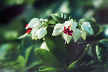                    Clerodendrum thomsoniae ( Glory-bower) flower blooming   