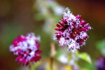 purple flowers in the garden