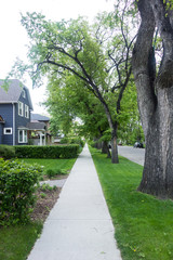 Street Pavement besides trees