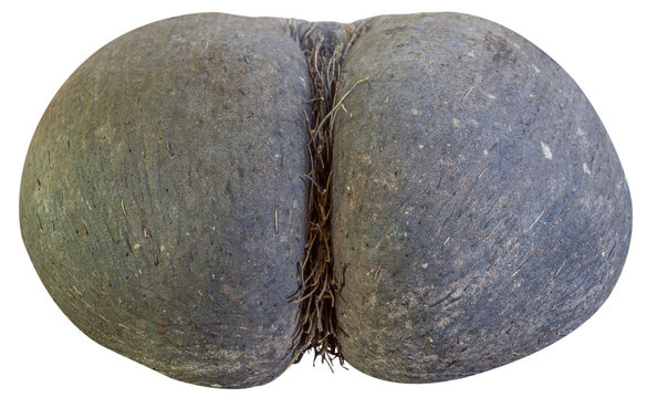 Coco-fesse des Seychelles 
