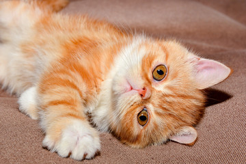 Little kitten exotic breed color red marble lying on the couch