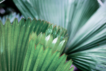 Leaves of palm at sunlight.