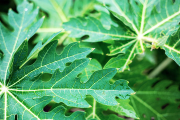 Leaves of papaya with texture.