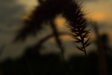 Grass flower close-up i front of sunrise, the nature grass flower sky sunrise background
