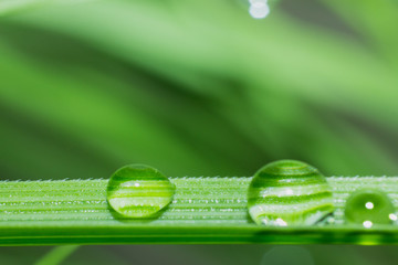 Water drop on green grass in macro view, the water drop in natural background