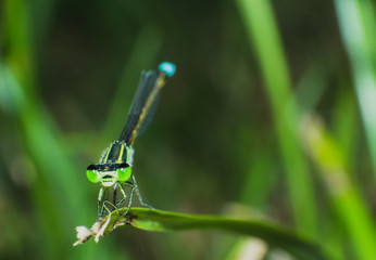 Close-up dragonfly in back view on grass, dragonfly in natural macro view