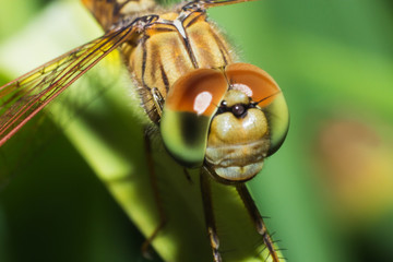 Close-up dragonfly in back view on grass, dragonfly in natural macro view