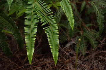 Green leaf fern for natural background, Wild fern in tropical rainforest