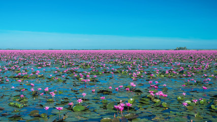 Amazing lake of red water lily landscape with clear sky