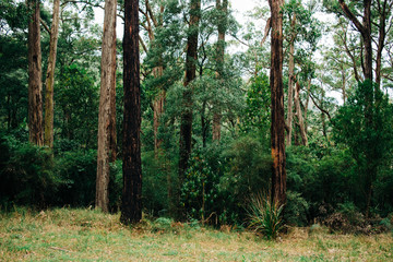 Trees amongst rainforest