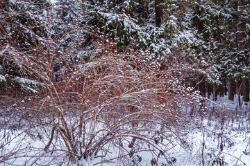 Winter snowy pine forest