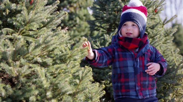 Toddler boy touching tree branch while hunting for the perfect christmas tree at the christmas tree farm - looking towards camera