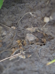anthill soil termite white ant 
